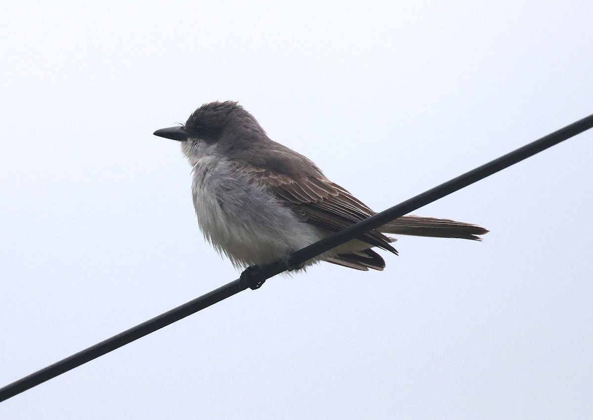 Gray Kingbird - ML645294827