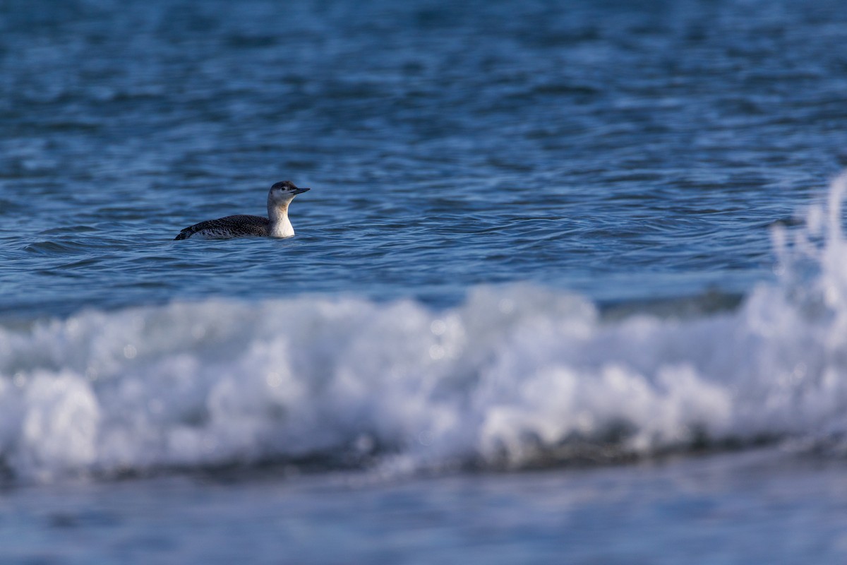 צוללן אדום-גרון - ML645294830