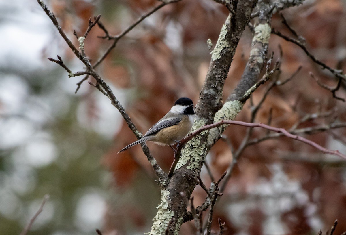 Black-capped Chickadee - ML645294831