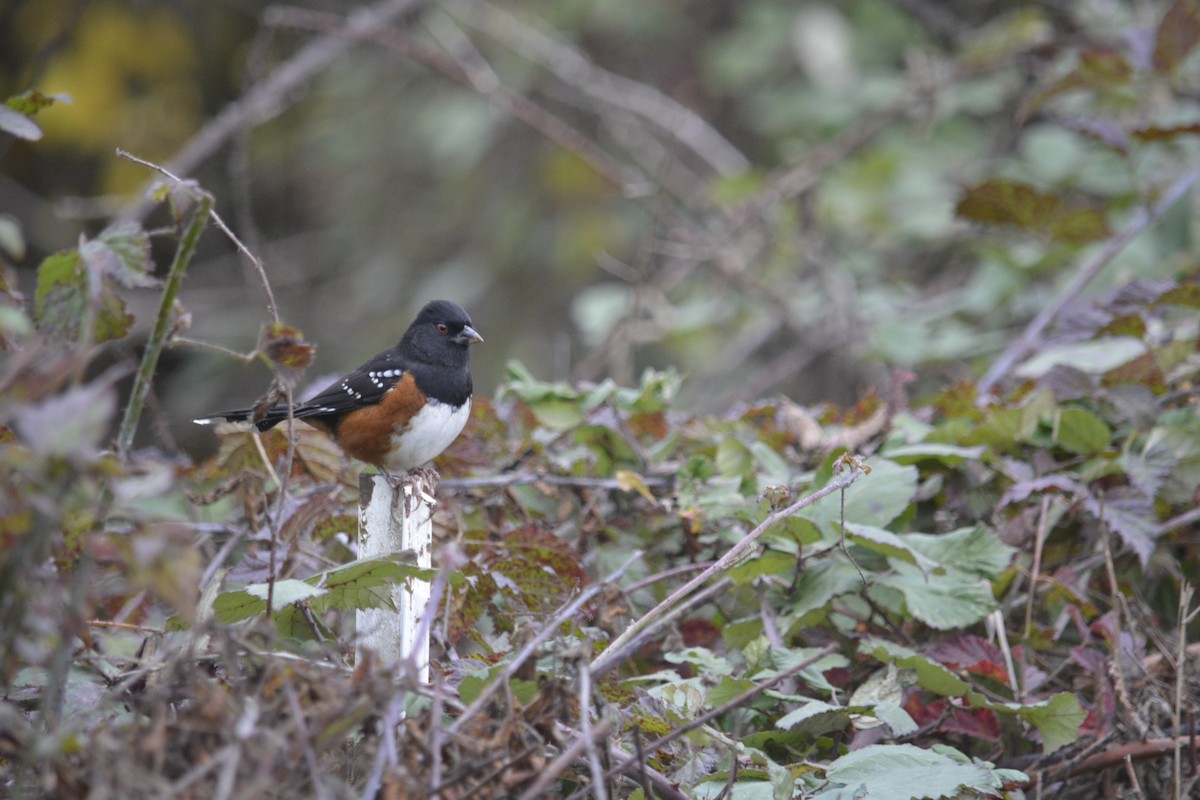 Spotted Towhee - ML645294832