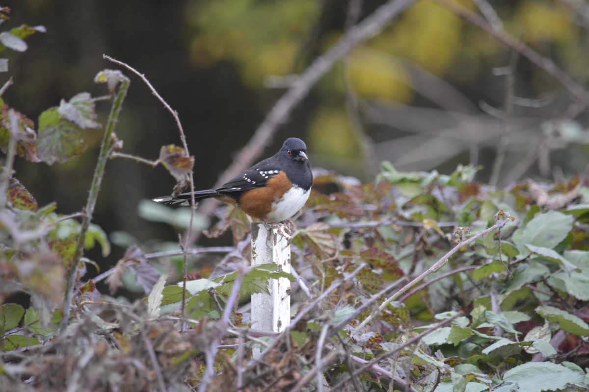 Spotted Towhee - ML645294833