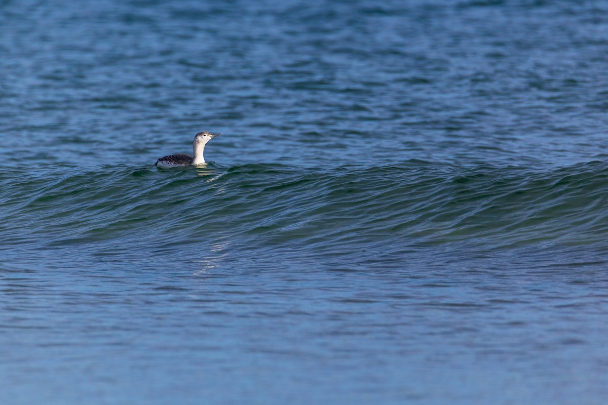 צוללן אדום-גרון - ML645294837