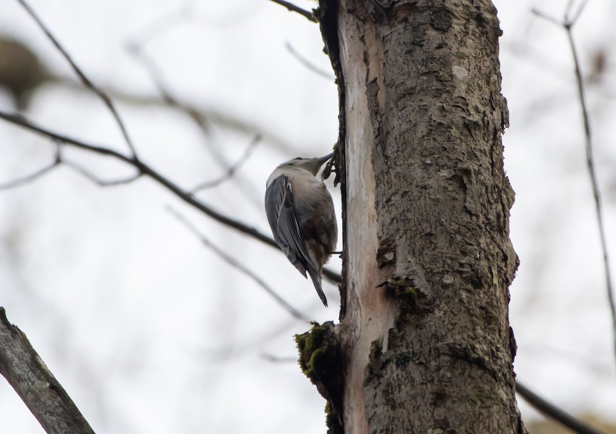 White-breasted Nuthatch - ML645294841