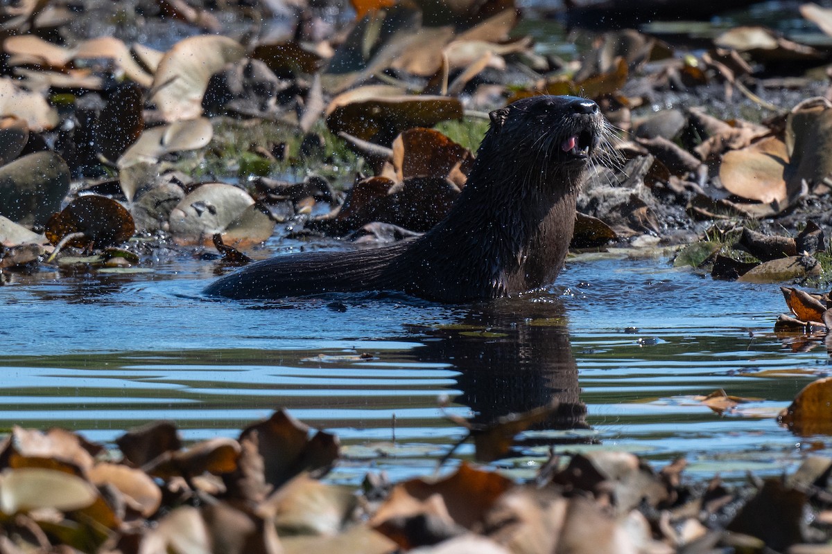 North American River Otter - ML645294842