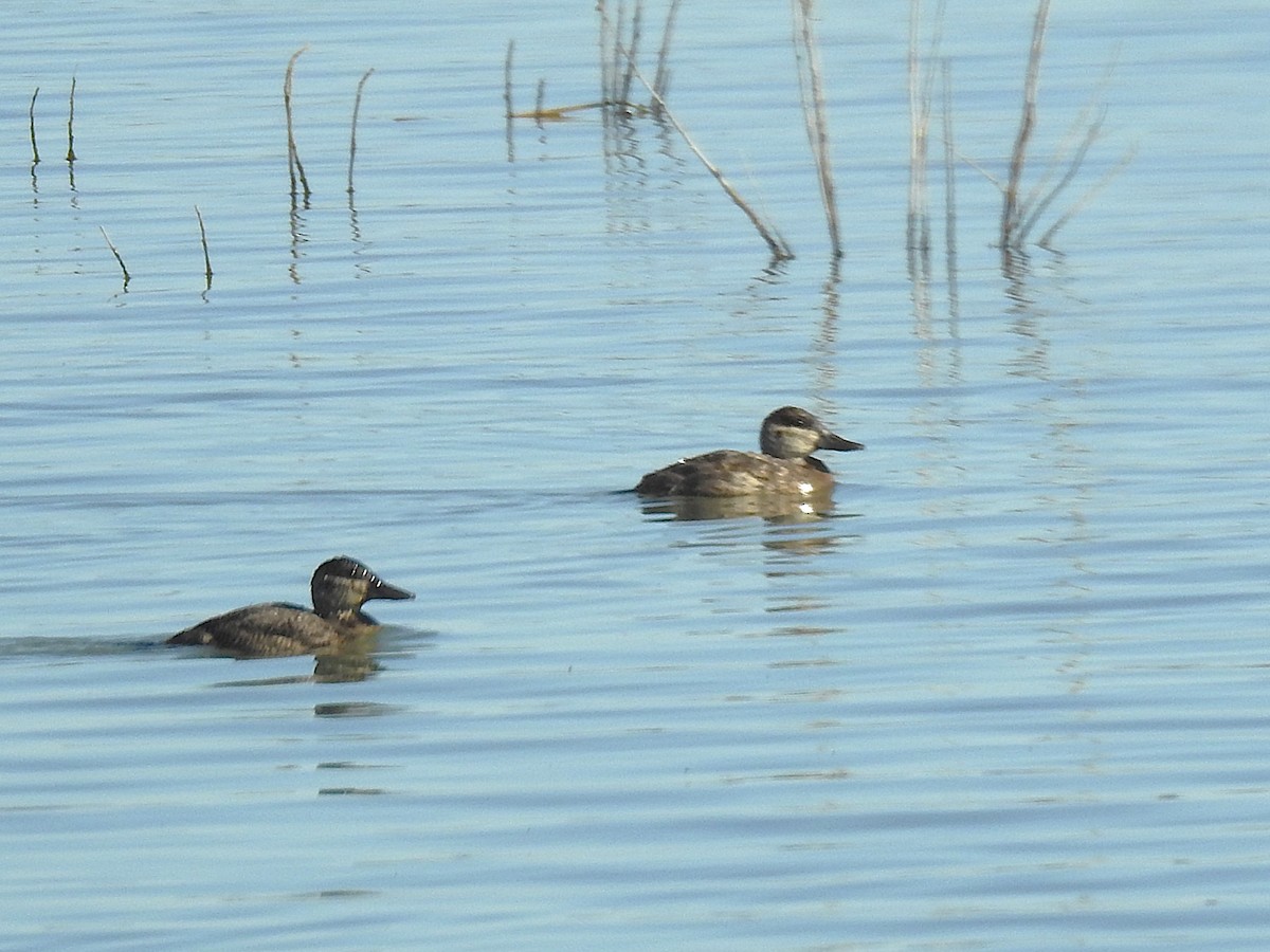 kobberand - ML645294850