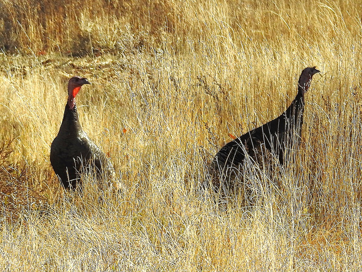 krocan divoký - ML645294860