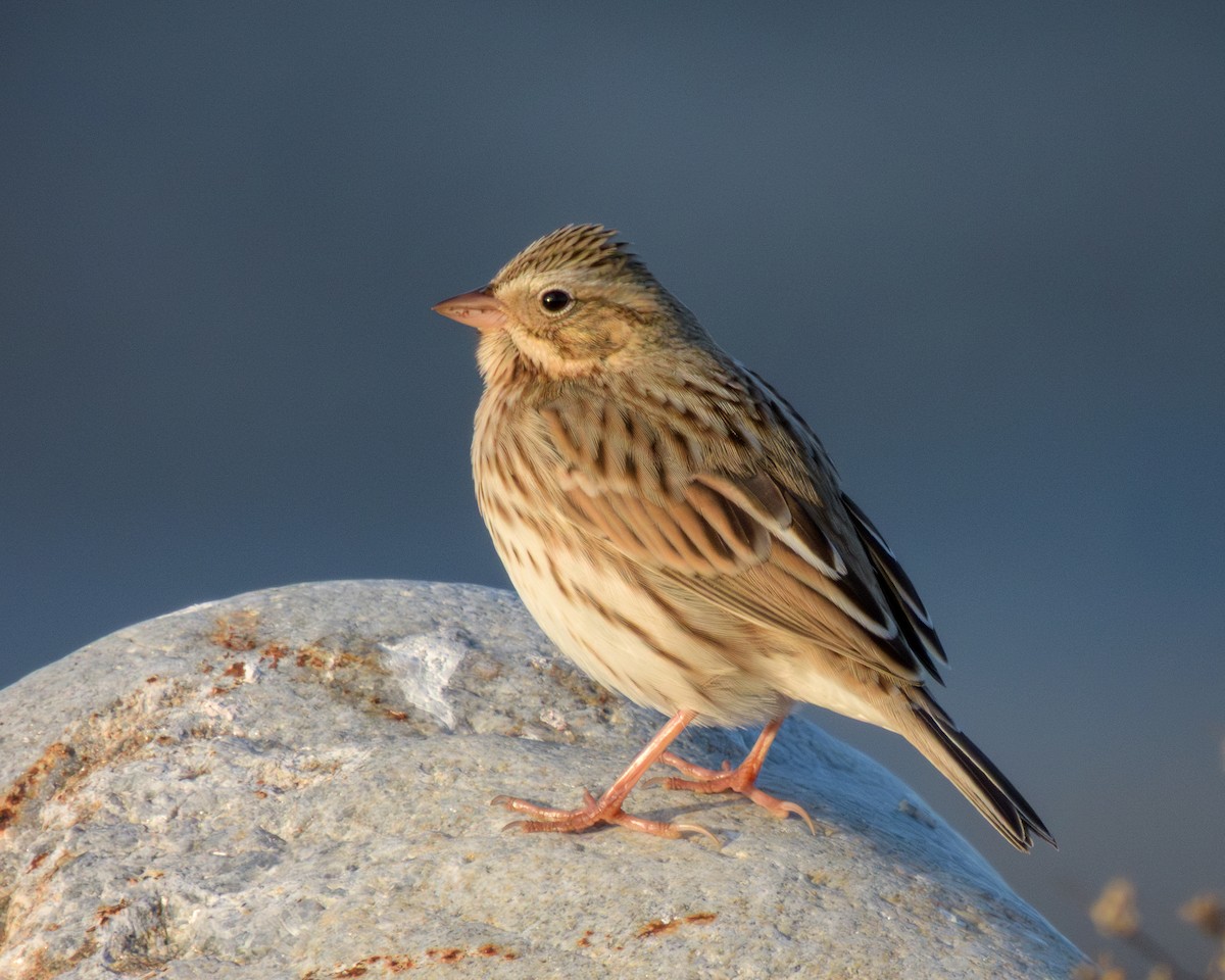Savannah Sparrow - ML645294862