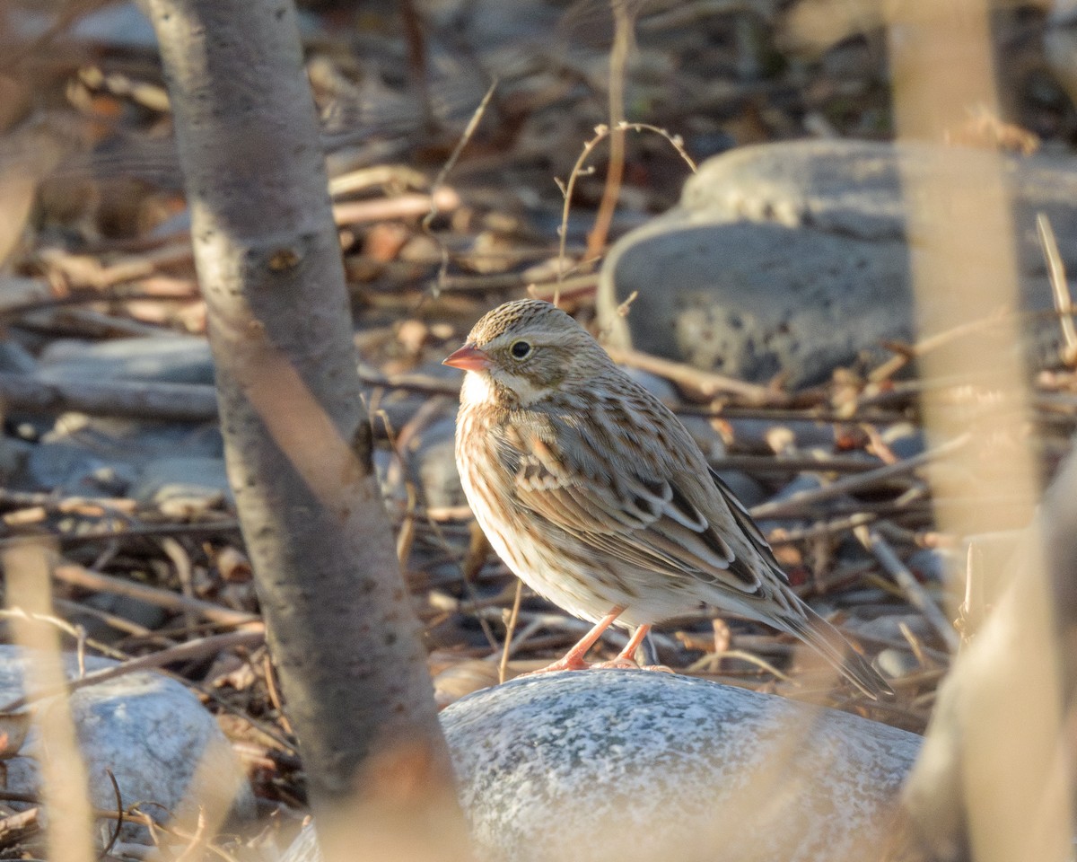 Savannah Sparrow - ML645294863
