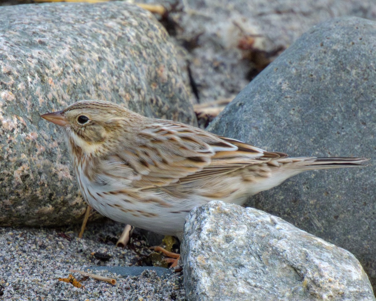 Savannah Sparrow - ML645294864
