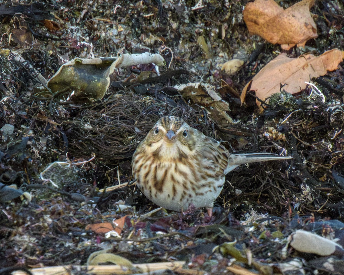 Savannah Sparrow - ML645294865