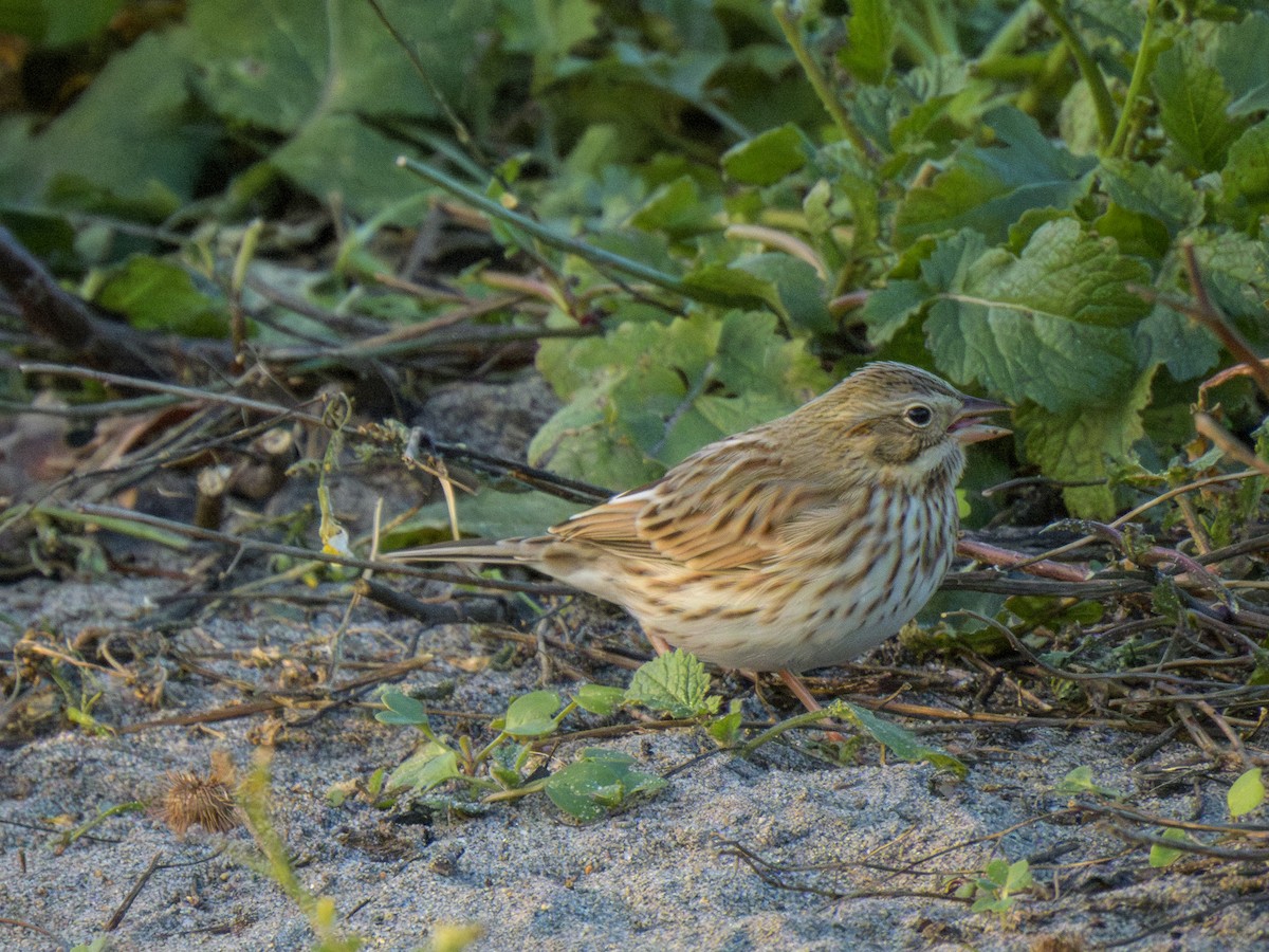 Savannah Sparrow - ML645294866