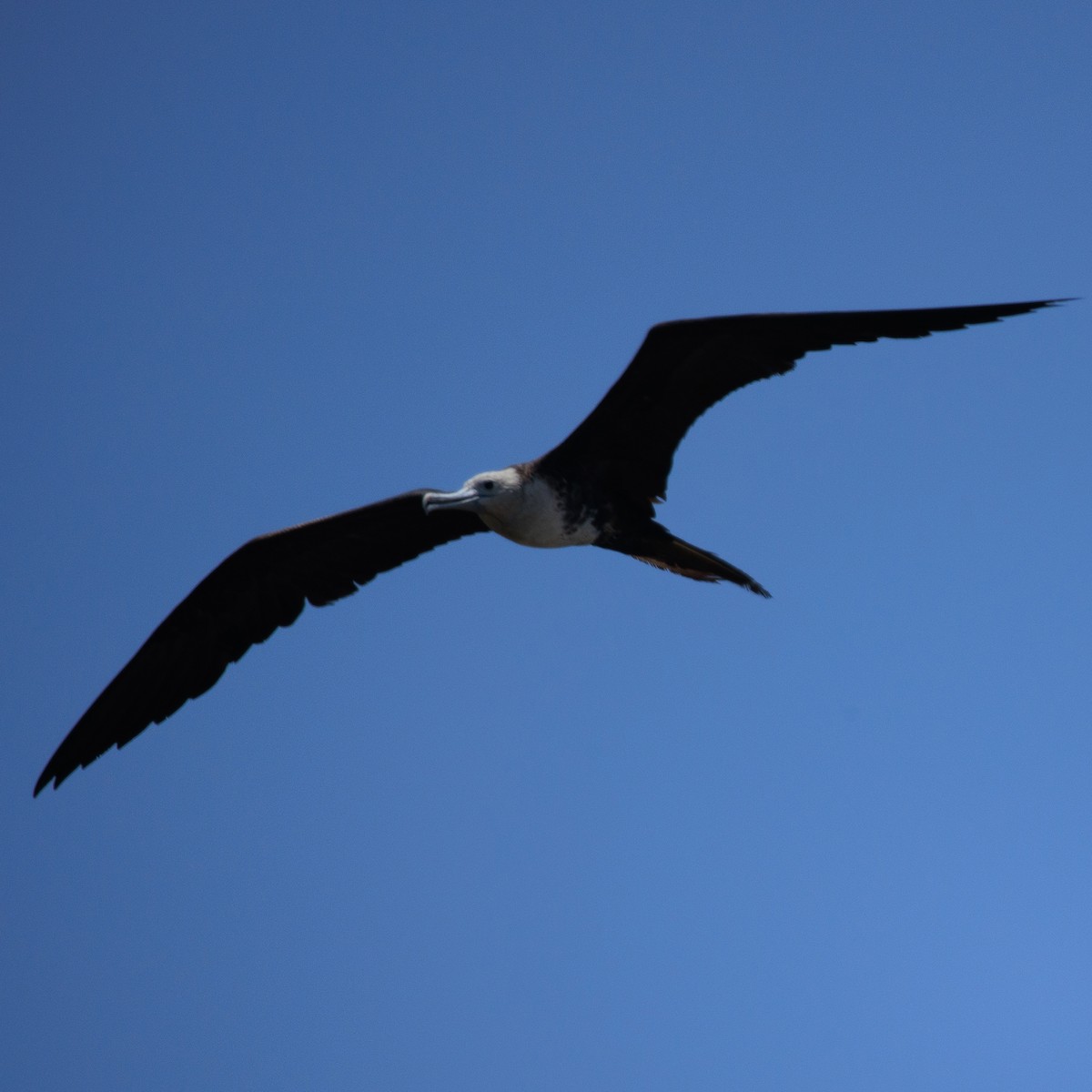 Magnificent Frigatebird - ML645294883