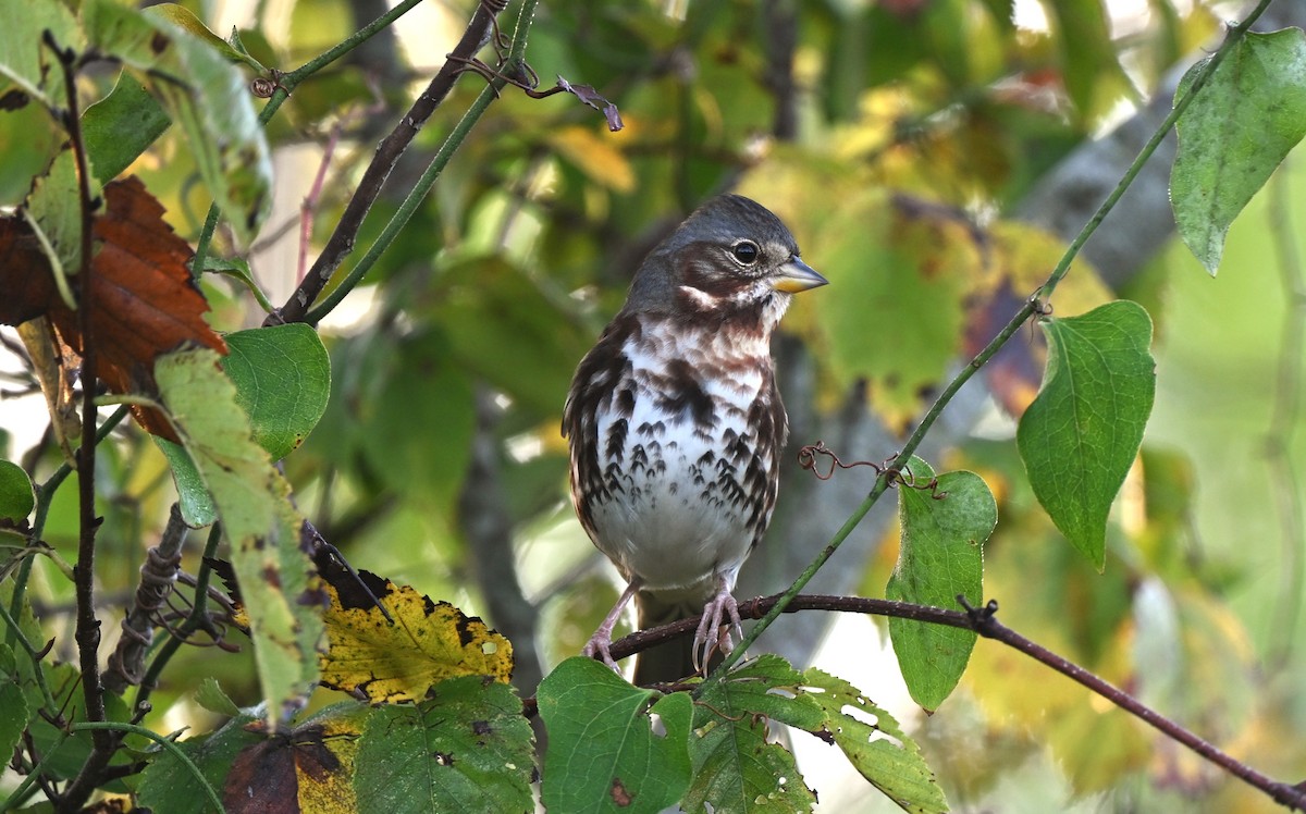 Fox Sparrow - ML645294895