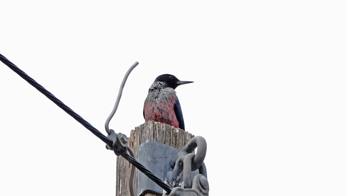 Lewis's Woodpecker - ML645294910