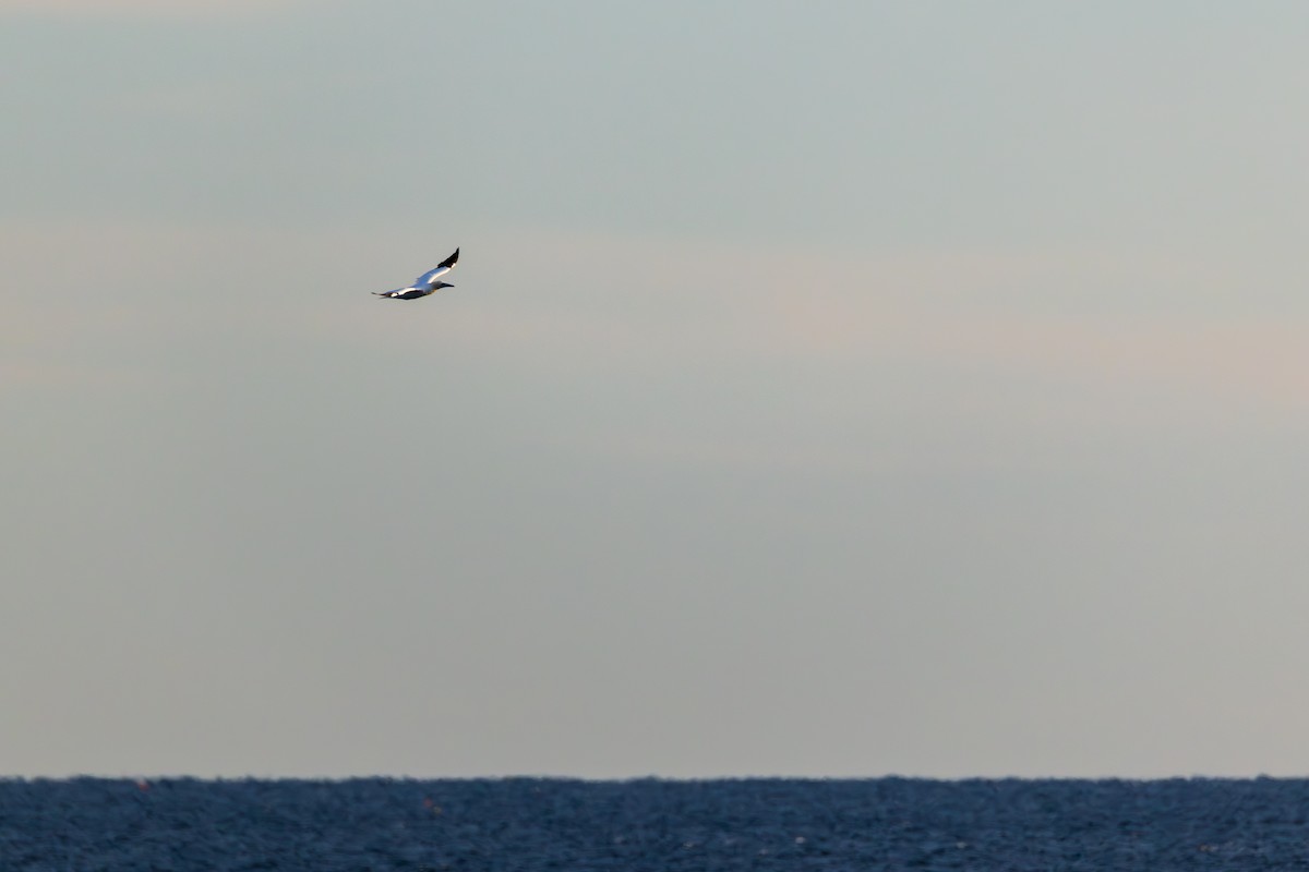 Northern Gannet - ML645294914