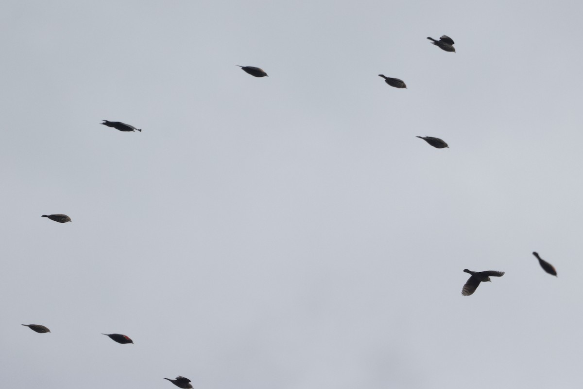 Красноплечий трупиал - ML645294931