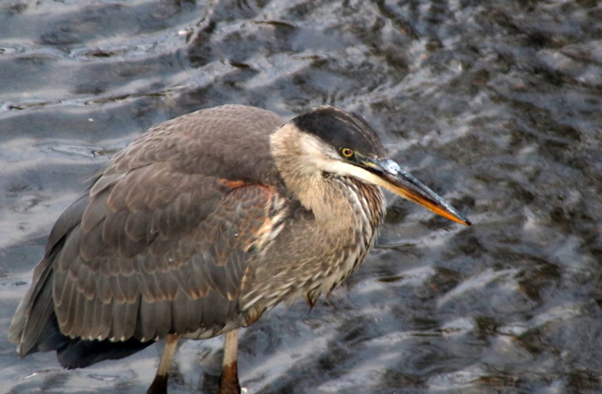 Great Blue Heron - ML645294932