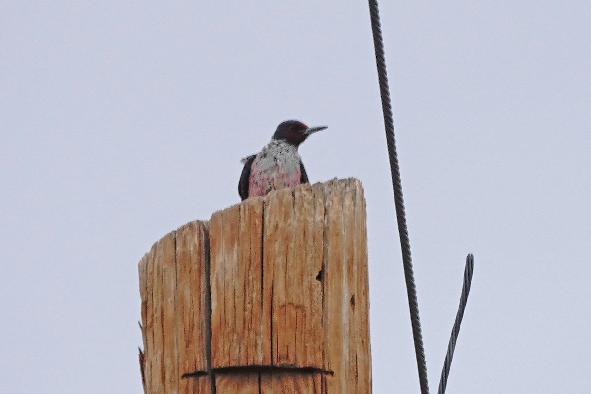 Lewis's Woodpecker - ML645294942
