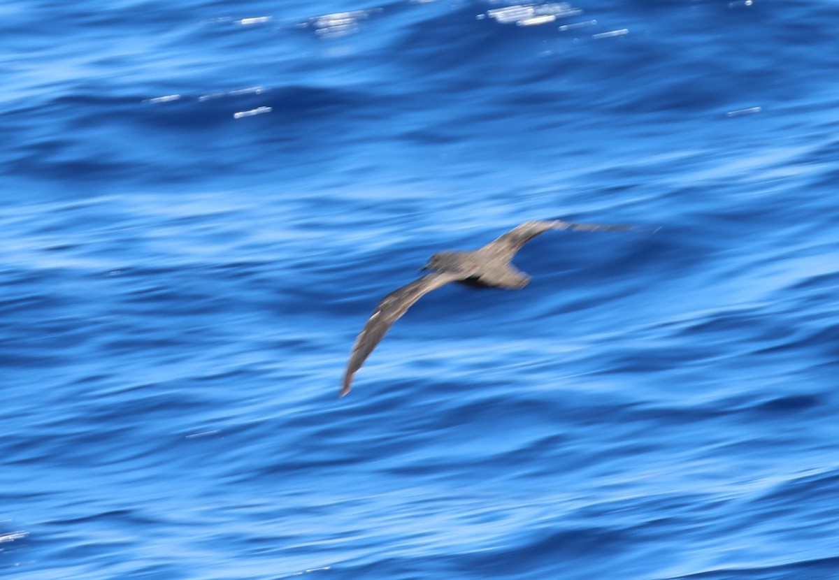 Christmas Shearwater - ML645294943