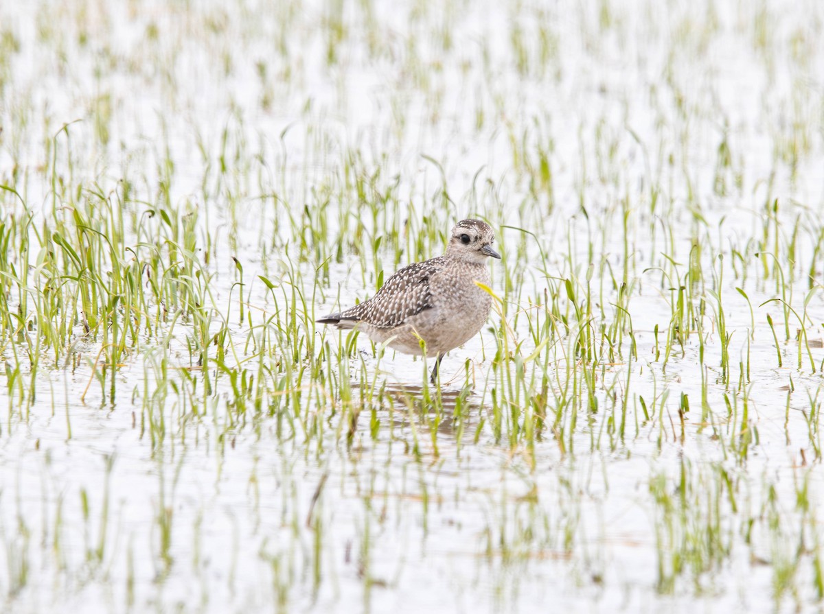 kulík hnědokřídlý - ML645294947