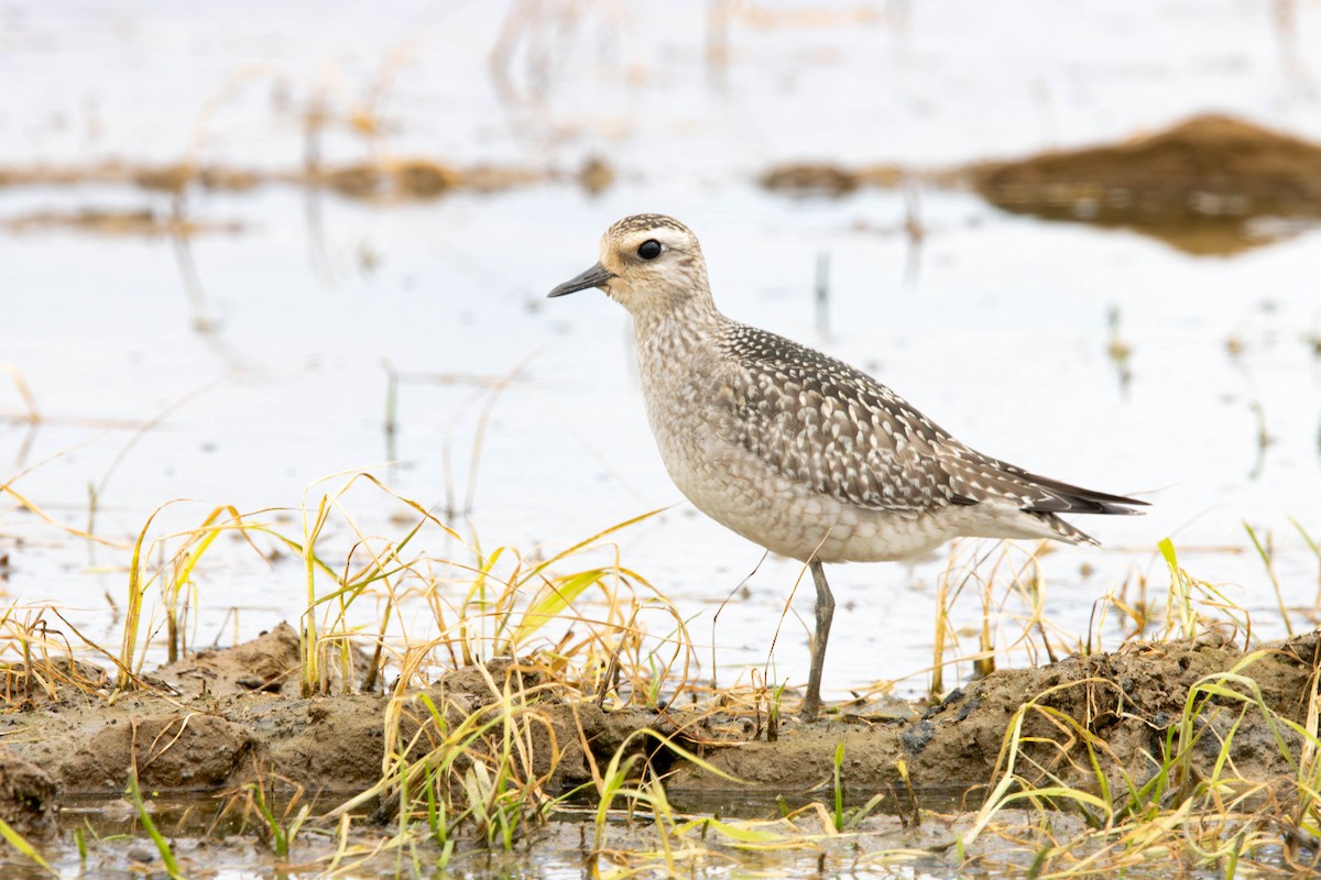 kulík hnědokřídlý - ML645294948