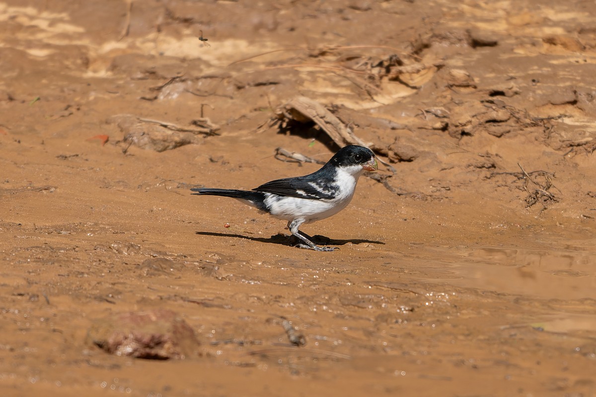White-bellied Seedeater - ML645294950