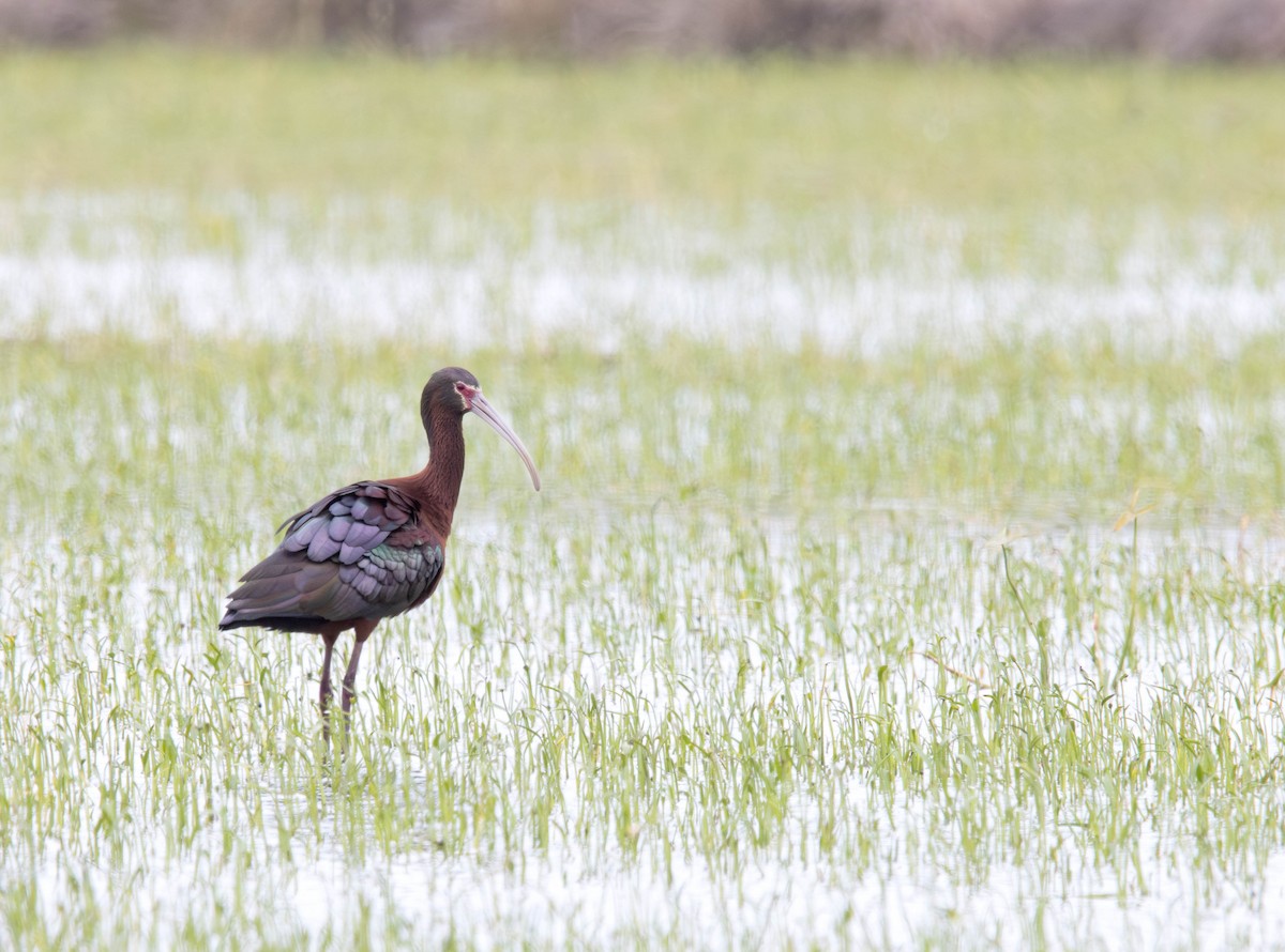 Beltzaran musuzuria - ML645294951