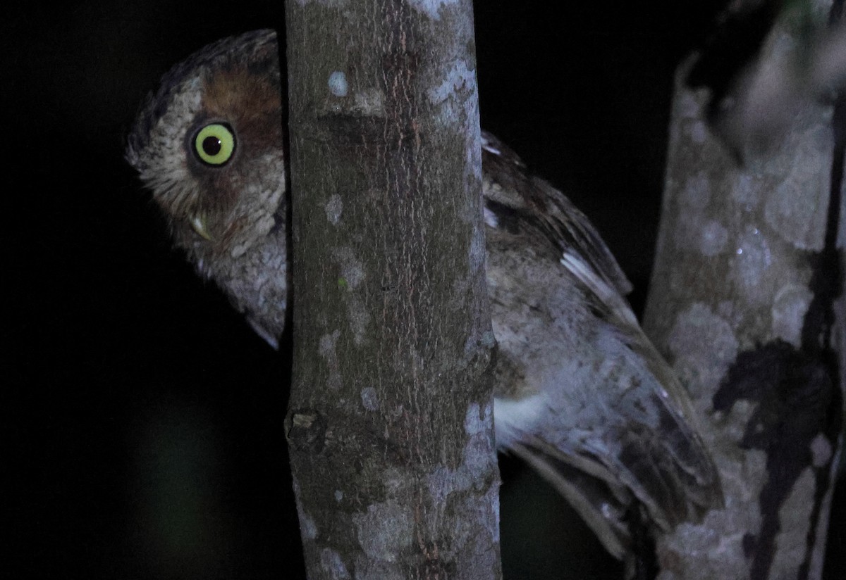 Пятнистая сплюшка - ML645294978