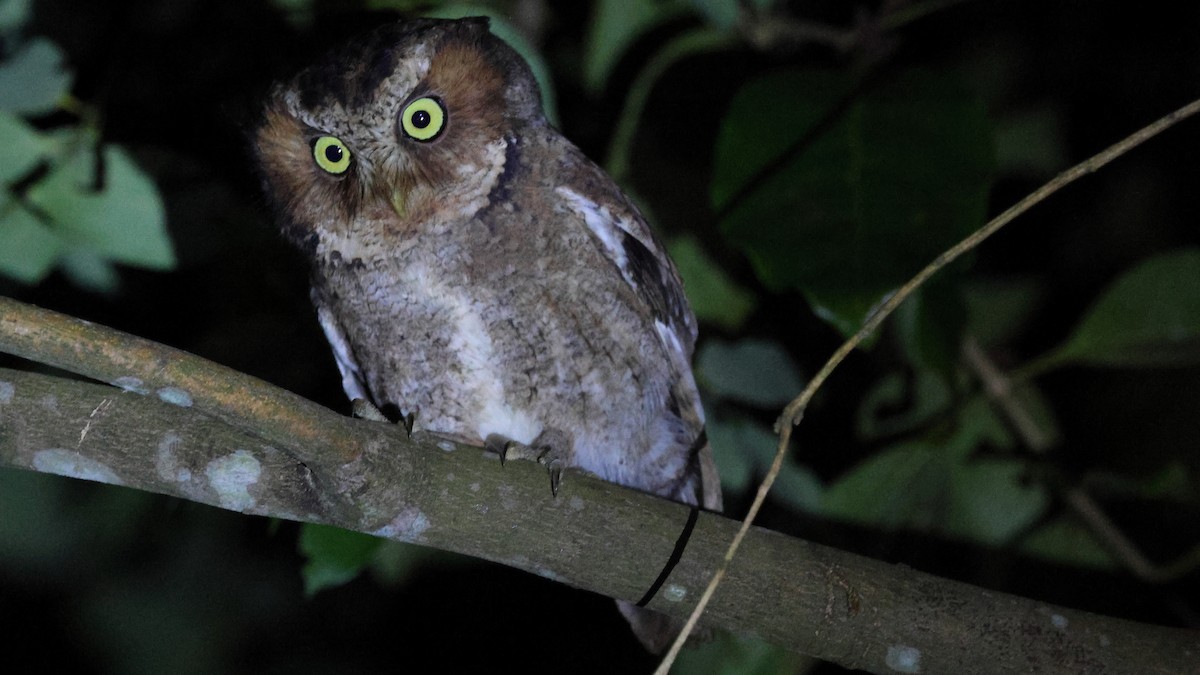 Пятнистая сплюшка - ML645294979