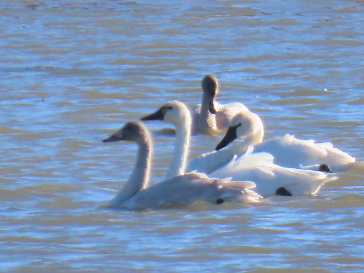Tundra Swan - ML645294981