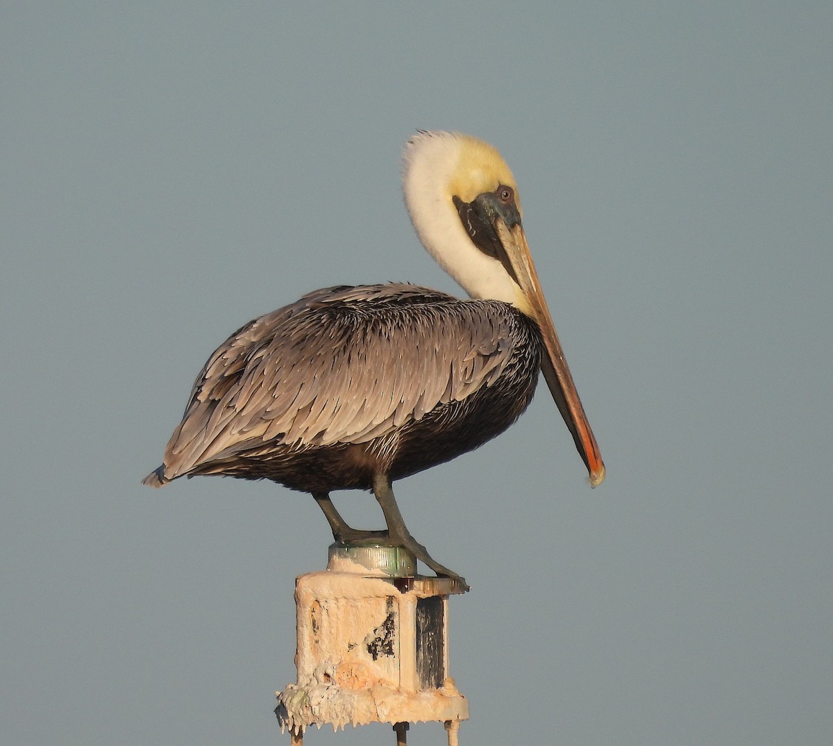 カッショクペリカン - ML645294998