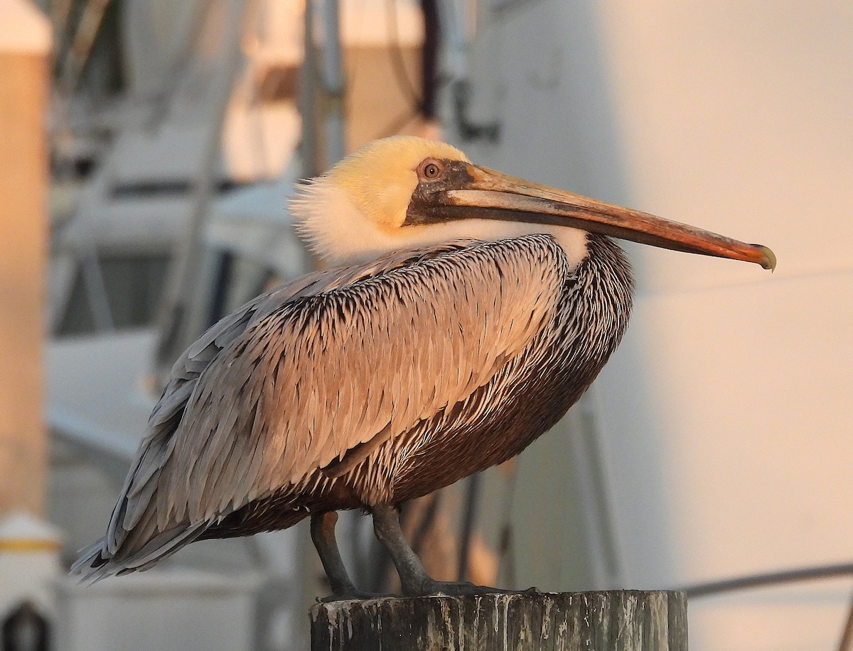 カッショクペリカン - ML645294999