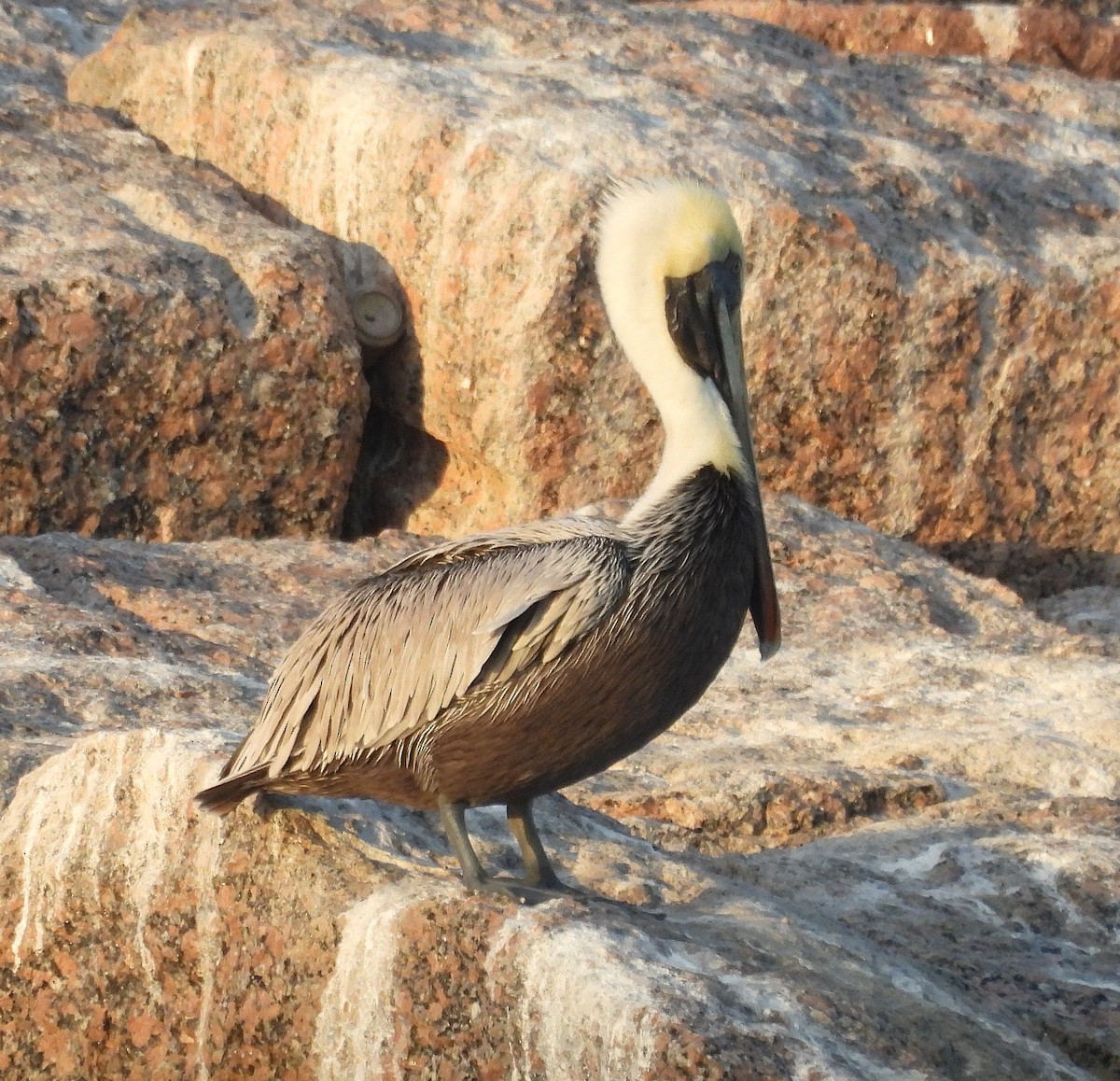 カッショクペリカン - ML645295000