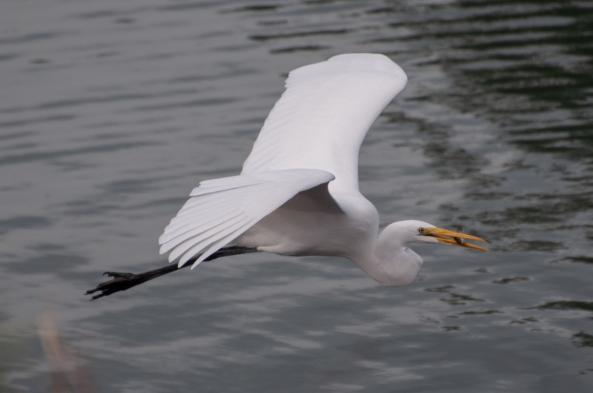 ダイサギ - ML645295001