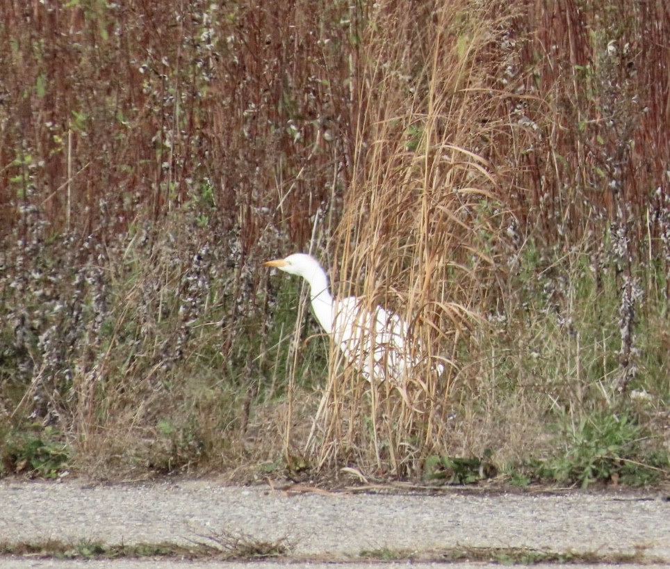 ニシアマサギ - ML645295002