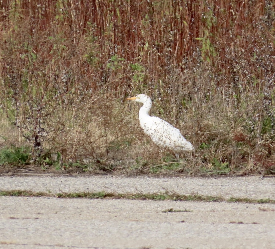 ニシアマサギ - ML645295003