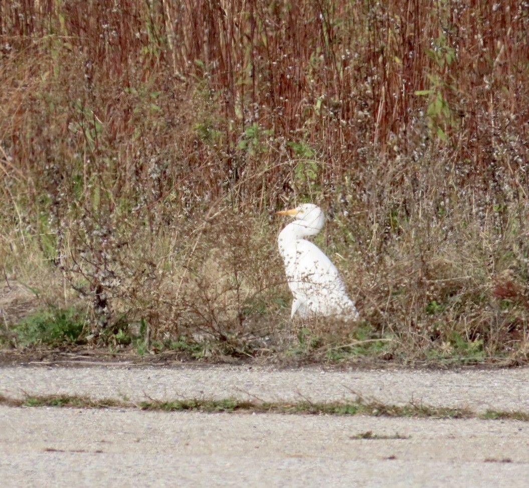 ニシアマサギ - ML645295004