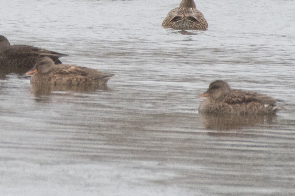 オカヨシガモ - ML645295007