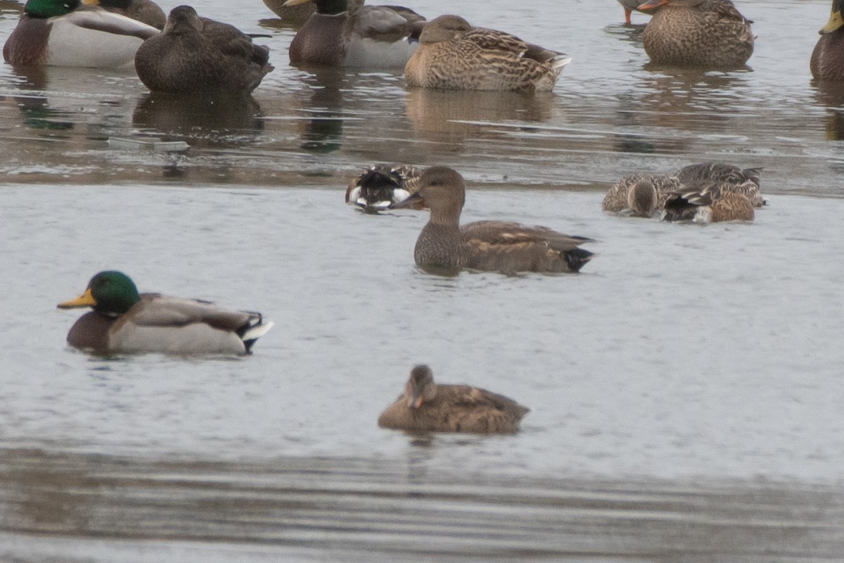 オカヨシガモ - ML645295008