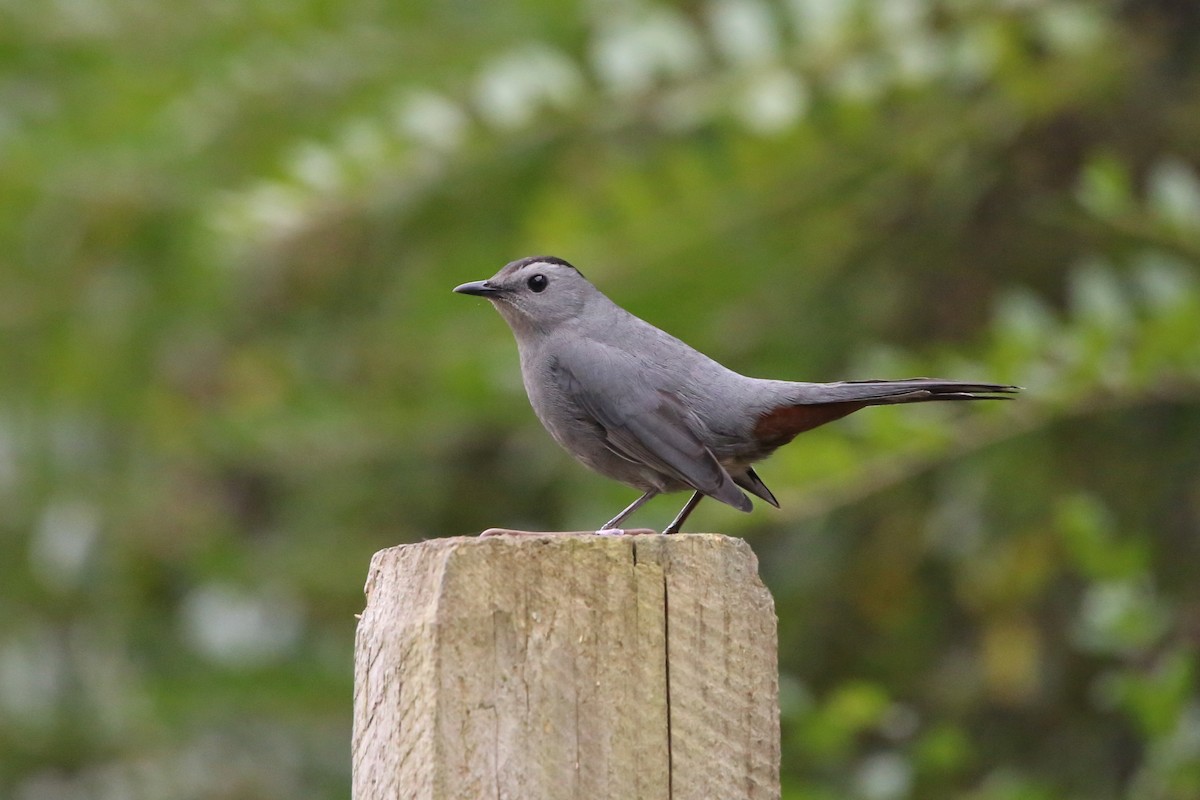 ネコマネドリ - ML645295010