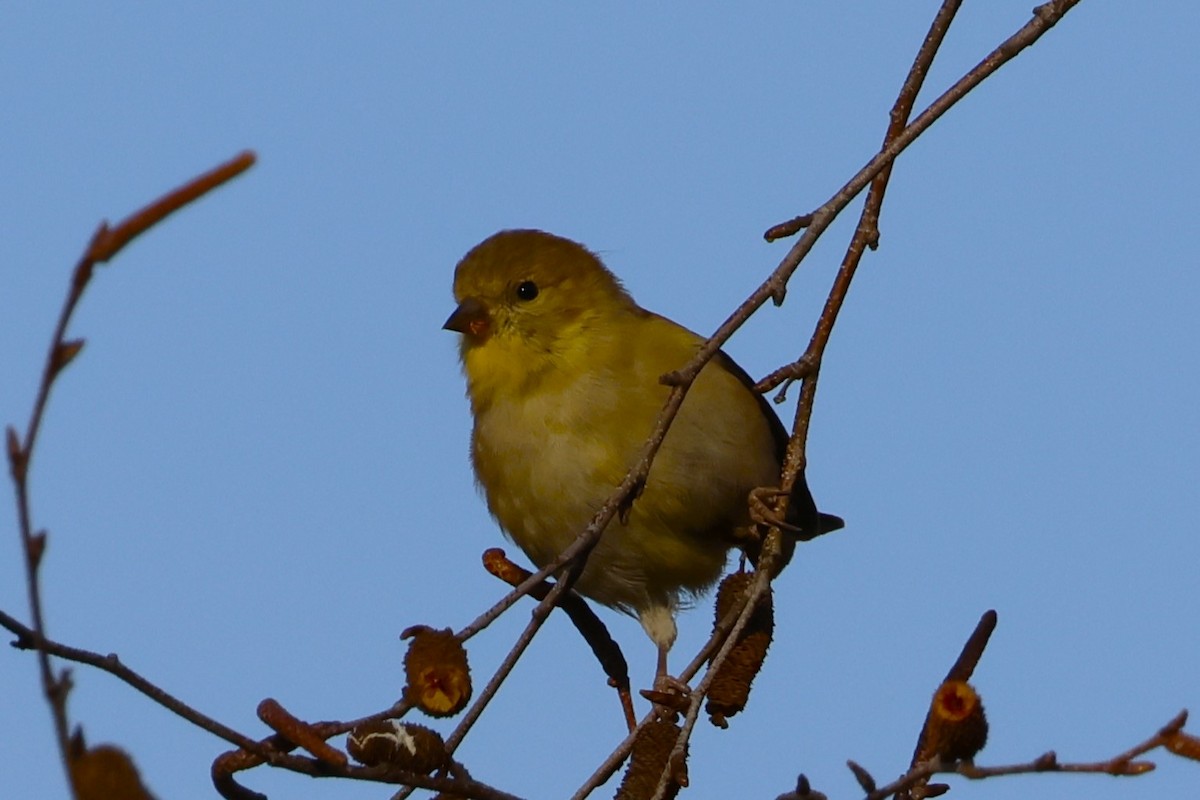 オウゴンヒワ - ML645295011