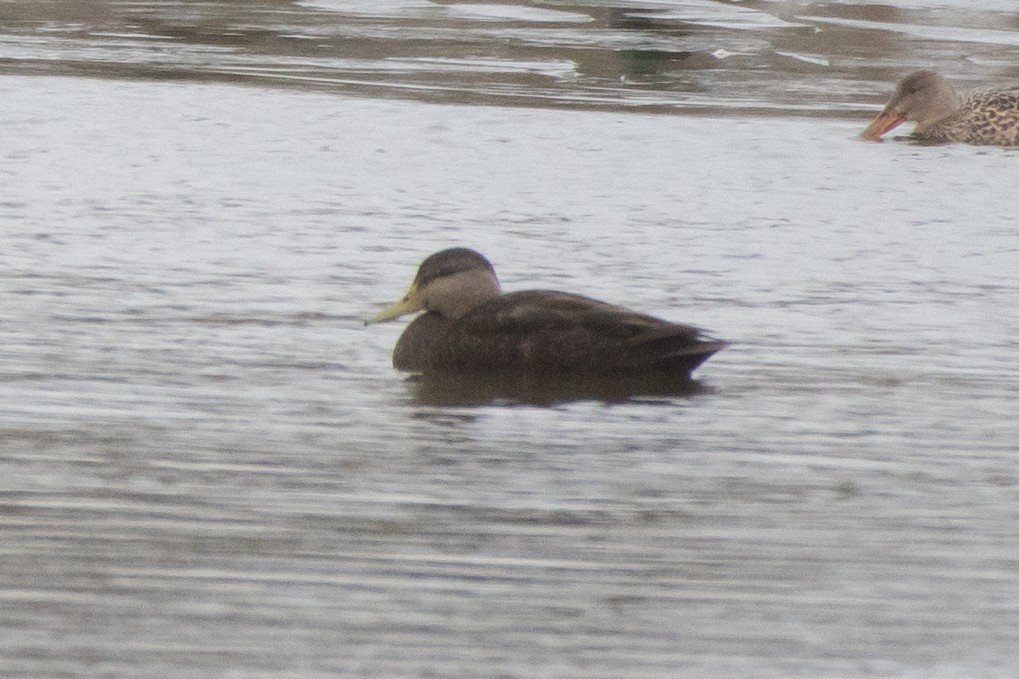 アメリカガモ - ML645295012