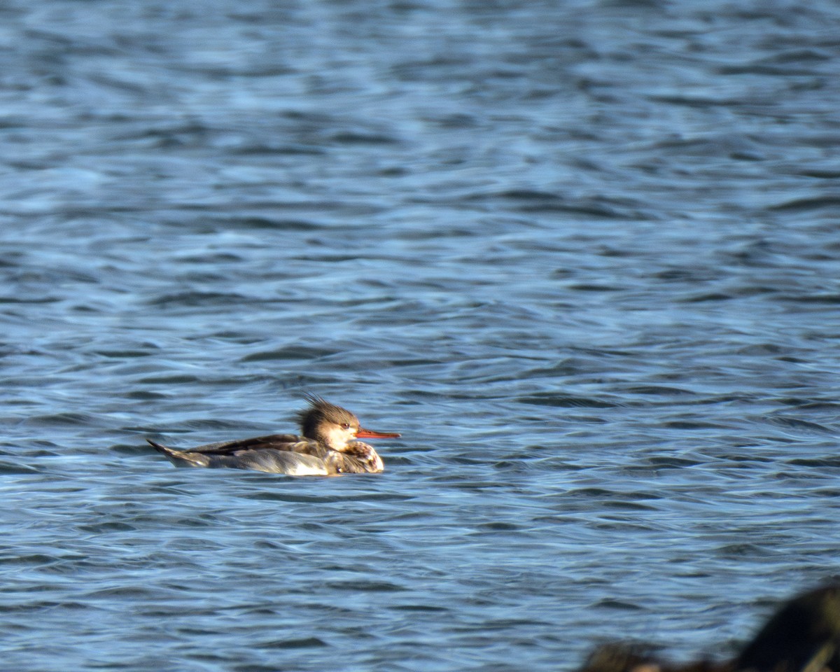 ウミアイサ - ML645295014