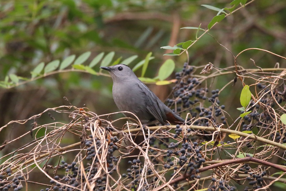 ネコマネドリ - ML645295015