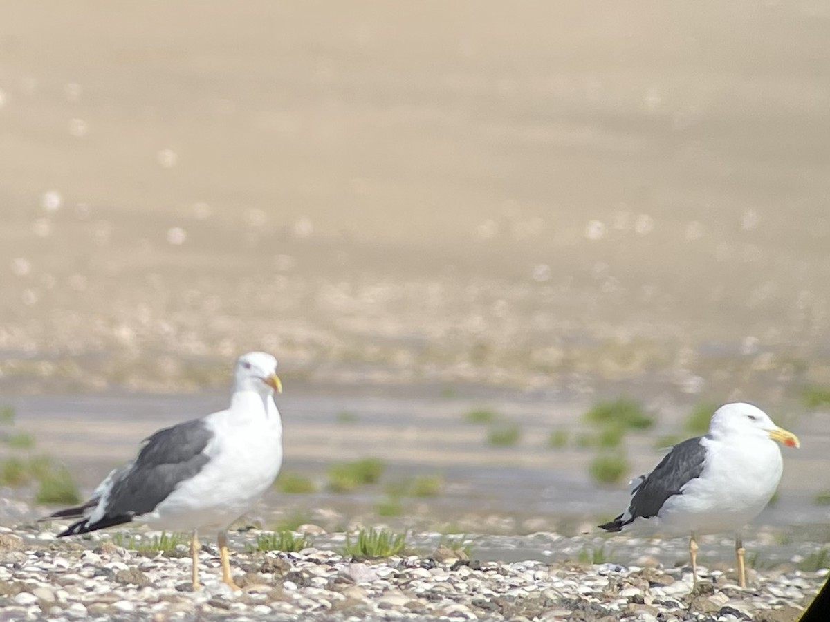 キアシオオセグロカモメ - ML645295019