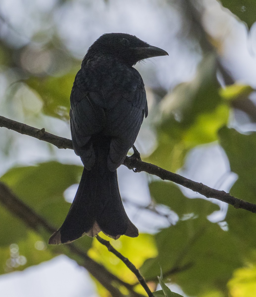 ハシブトオウチュウ - ML645295020