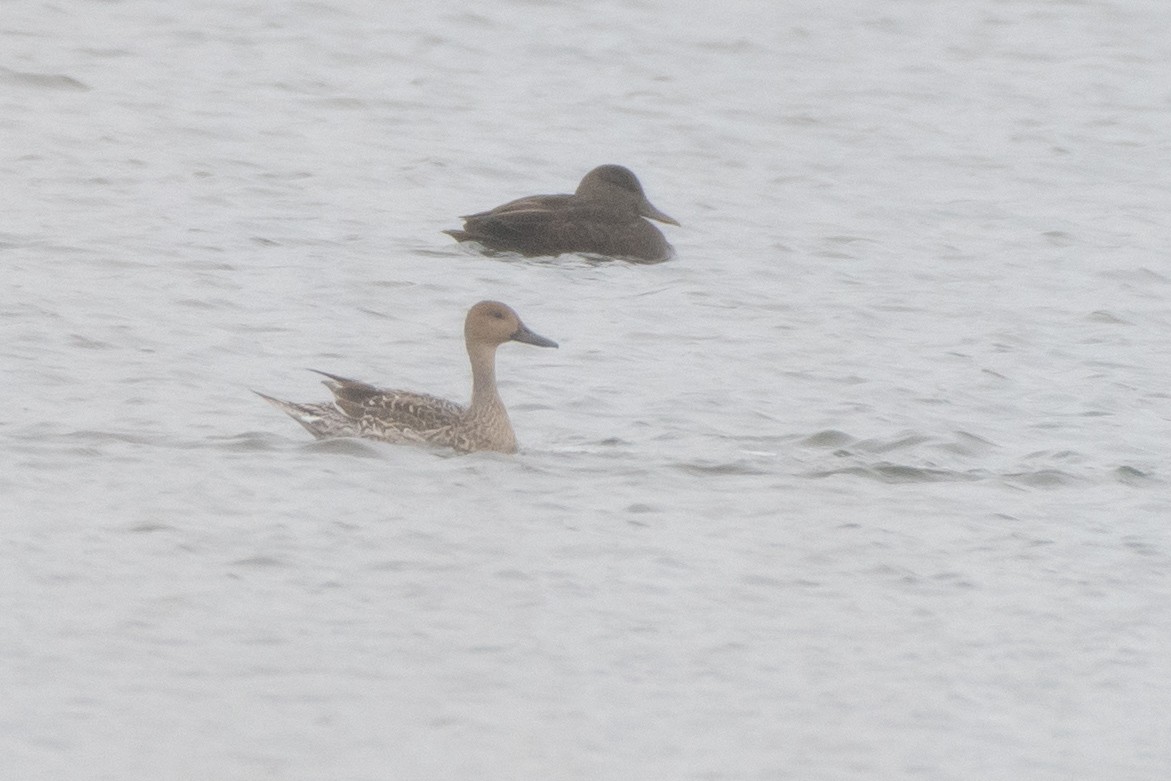 オナガガモ - ML645295022