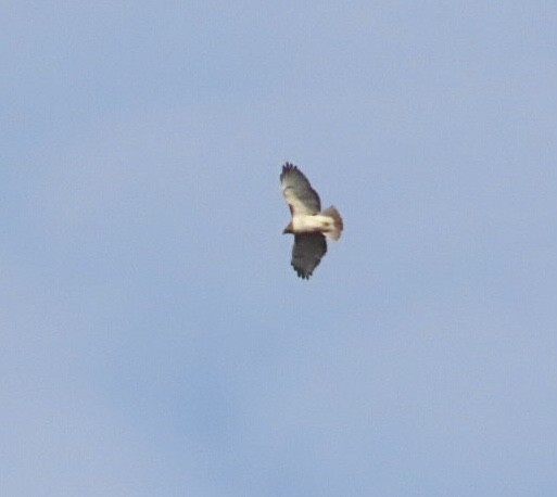 アカオノスリ（borealis） - ML645295023