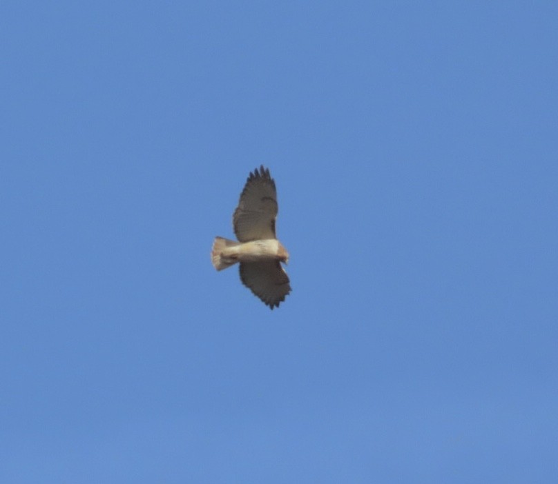 アカオノスリ（borealis） - ML645295025