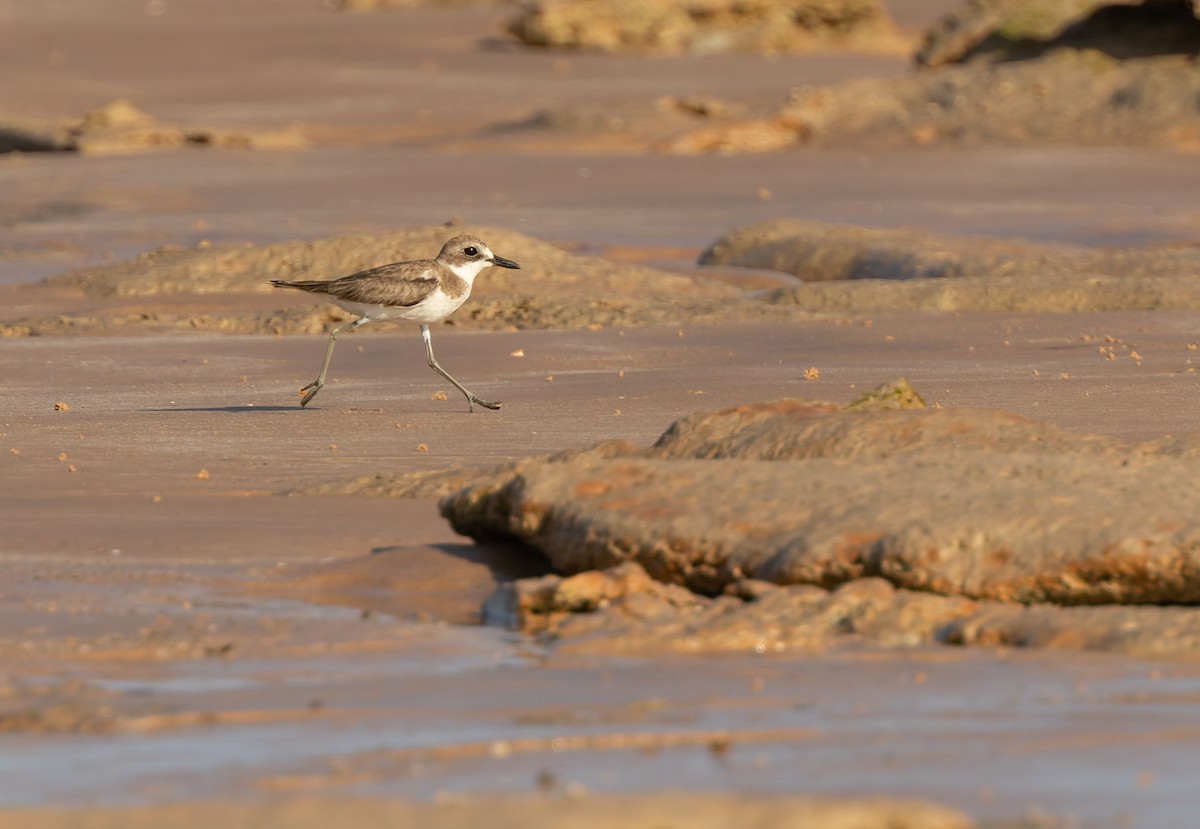 オオメダイチドリ - ML645295026